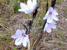 Aristea spiralis flowers